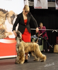 Al Khabara Guess I'm Amazing