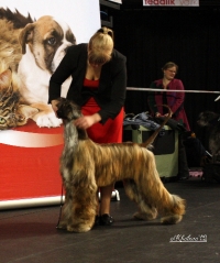 Al Khabara Guess I'm Amazing