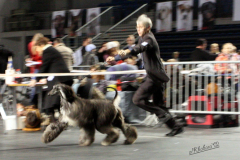 Al Khabara Graceful Me 