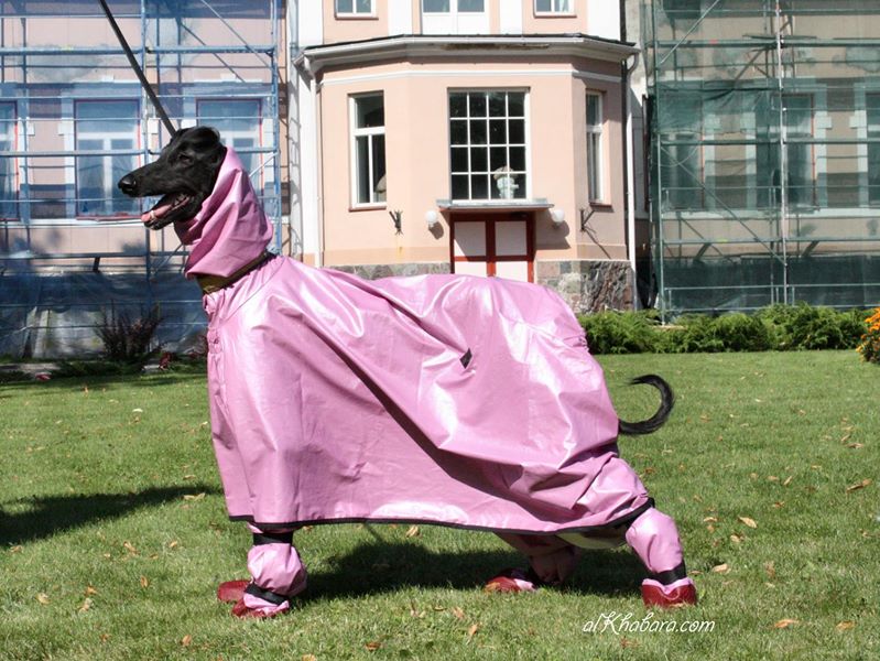 Afghan Hound Cape